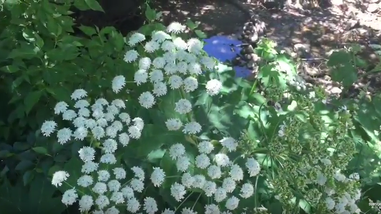 Watch: Catalinas take the sting out of summer